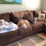 3 dogs on a couch